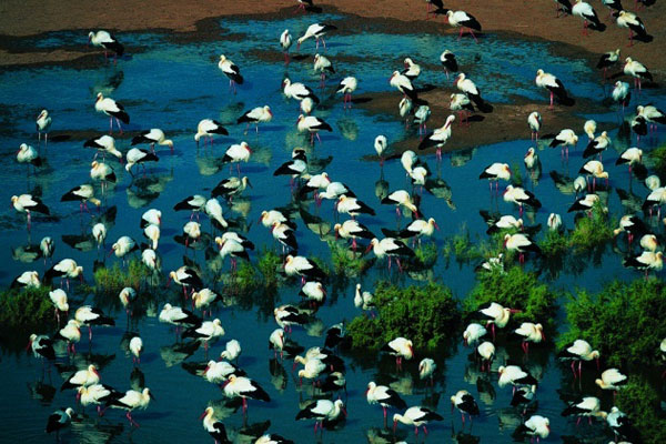 photo de l'Algérie vue du ciel, Cigognes Oasis Bordj Omar Driss photos de l'Algérie vue du ciel, cigognes oasis bordj omar driss