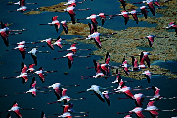 photo de l'Algérie vue du ciel, Flamants roses de Ouargla photos de l'Algérie vue du ciel, flamants roses de ouargla