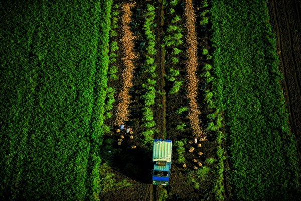 photo de l'Algérie vue du ciel, plantation pomme à Laarba, Tizi Ouzou photos de l'Algérie vue du ciel, plantation pomme à laarba, tizi ouzou
