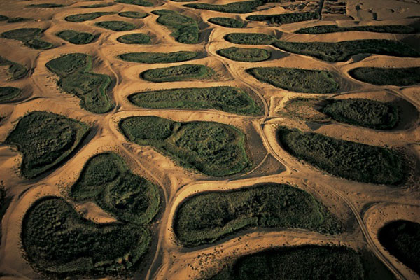photo de l'Algérie vue du ciel, végétations dans les creux de dunes à el oued photos de l'Algérie vue du ciel, végétation dans les creux dunes el oued