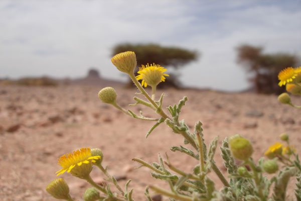 photo de la plante izernande de tamanrasset photos de la plante izernande tamanrasset en algérie